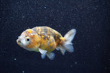 Juvenile Ranchu  Calico 3 Inch (ID#809R5b-50) Free2Day SHIPPING