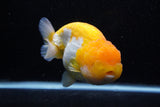 Jumbo Lionchu  Red White 5 Inch (ID#0110R12a-21)