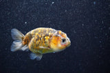 Juvenile Ranchu  Calico 3 Inch (ID#809R5b-50) Free2Day SHIPPING