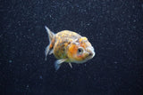 Juvenile Ranchu  Calico 3 Inch (ID#809R5b-50) Free2Day SHIPPING