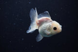 Juvenile Thai Oranda  Panda 3 Inch (ID#1025To13b-83) Free2Day SHIPPING