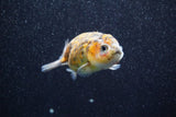 Juvenile Ranchu  Calico 3 Inch (ID#809R5b-50) Free2Day SHIPPING