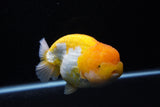 Jumbo Lionchu  Red White 5 Inch (ID#0110R12a-21)