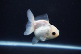 Juvenile Thai Oranda  Panda 3 Inch (ID#1025To13b-83) Free2Day SHIPPING