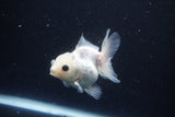 Juvenile Thai Oranda  Panda 3 Inch (ID#1025To13b-83) Free2Day SHIPPING