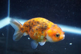 Juvenile Ranchu  Calico 3.5 Inch (ID#809R5b-51) Free2Day SHIPPING