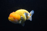 Jumbo Lionchu  Red White 5 Inch (ID#0110R12a-21)