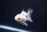 Juvenile Thai Oranda  Panda 3 Inch (ID#1025To13b-83) Free2Day SHIPPING