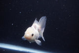 Juvenile Thai Oranda  Panda 3 Inch (ID#1025To13b-83) Free2Day SHIPPING