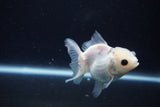 Juvenile Thai Oranda  Panda 3 Inch (ID#1025To13b-83) Free2Day SHIPPING