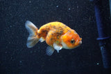 Juvenile Ranchu  Calico 3.5 Inch (ID#809R5b-51) Free2Day SHIPPING