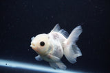 Juvenile Thai Oranda  Panda 3 Inch (ID#1025To13b-83) Free2Day SHIPPING