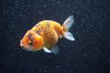 Juvenile Ranchu  Calico 3.5 Inch (ID#809R5b-51) Free2Day SHIPPING