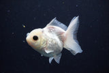 Juvenile Thai Oranda  Panda 3 Inch (ID#1025To13b-83) Free2Day SHIPPING