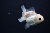 Juvenile Thai Oranda  Panda 3 Inch (ID#1025To13b-83) Free2Day SHIPPING