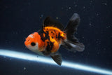 Juvenile Thai Oranda  Tricolor 3.5 Inch (ID#1025To13b-84) Free2Day SHIPPING