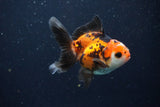 Juvenile Thai Oranda  Tricolor 3.5 Inch (ID#1025To13b-84) Free2Day SHIPPING