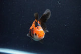 Juvenile Thai Oranda  Tricolor 3.5 Inch (ID#1025To13b-84) Free2Day SHIPPING