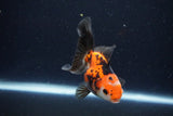 Juvenile Thai Oranda  Tricolor 3.5 Inch (ID#1025To13b-84) Free2Day SHIPPING