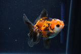 Juvenile Thai Oranda  Tricolor 3.5 Inch (ID#1025To13b-84) Free2Day SHIPPING