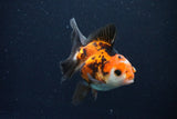 Juvenile Thai Oranda  Tricolor 3.5 Inch (ID#1025To13b-84) Free2Day SHIPPING