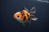 Juvenile Thai Oranda  Tricolor 3.5 Inch (ID#1025To13b-84) Free2Day SHIPPING