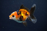 Juvenile Thai Oranda  Tricolor 3.5 Inch (ID#1025To13b-84) Free2Day SHIPPING