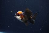 Juvenile Thai Oranda  Tricolor 2.5 Inch (ID#1025To13b-85) Free2Day SHIPPING