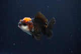 Juvenile Thai Oranda  Tricolor 2.5 Inch (ID#1025To13b-85) Free2Day SHIPPING