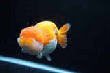 Jumbo Lionchu  Red White 5.5 Inch (ID#0113R12a-17)