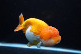 Jumbo Lionchu  Red White 5.5 Inch (ID#0113R12a-17)