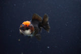 Juvenile Thai Oranda  Tricolor 2.5 Inch (ID#1025To13b-85) Free2Day SHIPPING