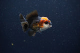 Juvenile Thai Oranda  Tricolor 2.5 Inch (ID#1025To13b-85) Free2Day SHIPPING