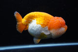 Jumbo Lionchu  Red White 5.5 Inch (ID#0113R12a-17)