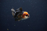 Juvenile Thai Oranda  Tricolor 2.5 Inch (ID#1025To13b-85) Free2Day SHIPPING