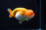 Jumbo Lionchu  Red White 5.5 Inch (ID#0113R12a-17)