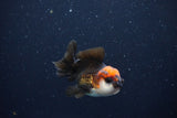 Juvenile Thai Oranda  Tricolor 2.5 Inch (ID#1025To13b-85) Free2Day SHIPPING