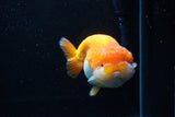 Jumbo Lionchu  Red White 5.5 Inch (ID#0113R12a-17)