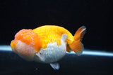 Jumbo Lionchu  Red White 5.5 Inch (ID#0113R12a-17)