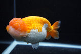 Jumbo Lionchu  Red White 5.5 Inch (ID#0113R12a-17)