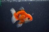 Juvenile Thai Oranda  Red White 3.5 Inch (ID#1025To13b-86) Free2Day SHIPPING