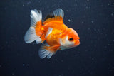 Juvenile Thai Oranda  Red White 3.5 Inch (ID#1025To13b-86) Free2Day SHIPPING