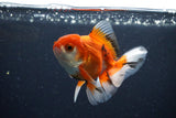 Juvenile Thai Oranda  Red White 3.5 Inch (ID#1025To13b-86) Free2Day SHIPPING