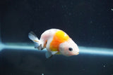 Baby Ranchu  Calico 2.5 Inch (ID#913R9c-15) Free2Day SHIPPING