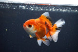 Juvenile Thai Oranda  Red White 3.5 Inch (ID#1025To13b-86) Free2Day SHIPPING