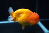 Jumbo Lionchu  Red White 5 Inch (ID#0113R12a-18)