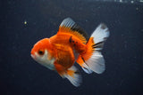 Juvenile Thai Oranda  Red White 3.5 Inch (ID#1025To13b-86) Free2Day SHIPPING