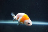 Baby Ranchu  Calico 2.5 Inch (ID#913R9c-15) Free2Day SHIPPING