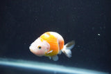 Baby Ranchu  Calico 2.5 Inch (ID#913R9c-15) Free2Day SHIPPING