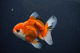 Juvenile Thai Oranda  Red White 3.5 Inch (ID#1025To13b-86) Free2Day SHIPPING